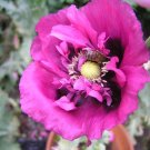 200x Pink Adorable Amethyst Poppy Flower Seeds Home Grown Garden Seeds