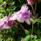 50x Aquilegia, Granny's Bonnet, Columbine Lilac Mauve Flower Seeds Home Grown Garden Seeds