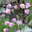50x Aquilegia, Granny's Bonnets, Columbine Ballerina Pink Flower Seeds Home Grown Garden Seeds