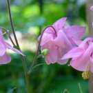 50x Aquilegia, Granny's Bonnet, Columbine Rosy Pink Flower Seeds Home Grown Garden Seeds
