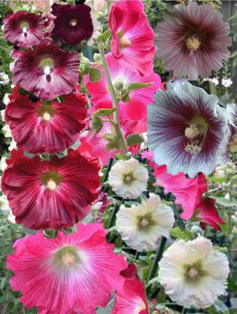 30x Hollyhock Indian Spring Flower Seeds Home Grown Garden Seeds