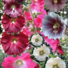 30x Hollyhock Indian Spring Flower Seeds Home Grown Garden Seeds