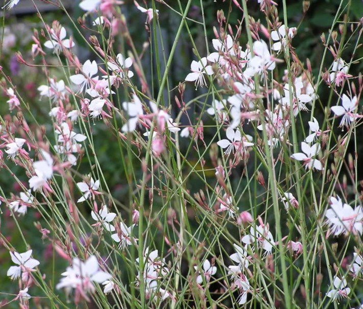 30x Gorgeous White Gaura Flower Seeds Home Grown Garden Seeds