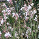 30x Gorgeous White Gaura Flower Seeds Home Grown Garden Seeds