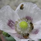 200x Giant White Poppy Flower Seeds Home Grown Garden Seeds