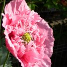 200x Giant Pink Poppy Mix Flower Seeds Home Grown Garden Seeds