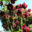 50x Aquilegia, Granny's Bonnet, Columbine Burgundy Flower Seeds Home Grown Garden Seeds