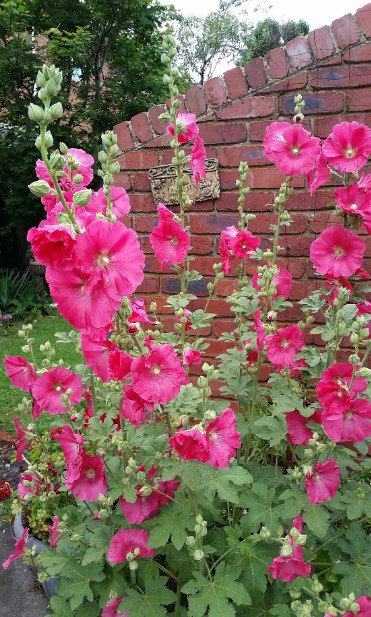 40x Hollyhock Cerise Hot Pink Flower Seeds Home Grown Garden Seeds