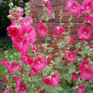 40x Hollyhock Cerise Hot Pink Flower Seeds Home Grown Garden Seeds