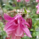 50x Aquilegia, Granny's Bonnet, Columbine Magenta Pink Flower Seeds Home Grown Garden Seeds