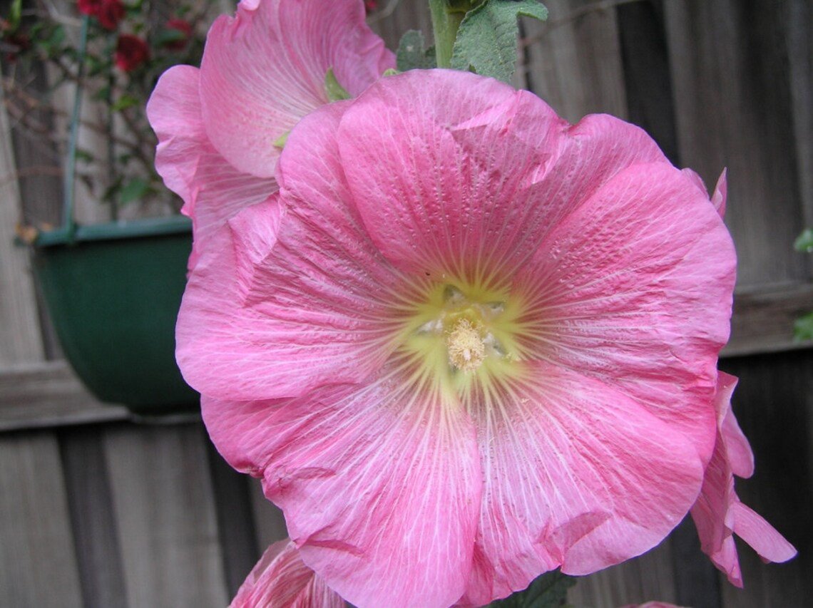 30x Hollyhock Apple Blossom Pink Flower Seeds Home Grown Garden Seeds