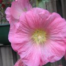30x Hollyhock Apple Blossom Pink Flower Seeds Home Grown Garden Seeds