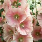 40x Hollyhock Ballerina Pink Flower Seeds Home Grown Garden Seeds