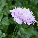 100x Lovely Lilac Feathers Poppy Flower Seeds Home Grown Garden Seeds