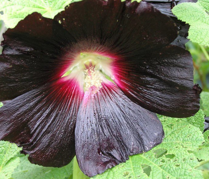 30x Hollyhock Gothic Black Flower Seeds Home Grown Garden Seeds