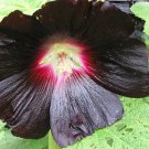 30x Hollyhock Gothic Black Flower Seeds Home Grown Garden Seeds