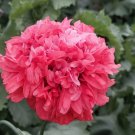 100x Red Peony Poppy Flower Seeds Home Grown Garden Seeds