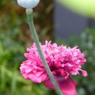 100x Pretty Peony Pink Poppy Flower Seeds Home Grown Garden Seeds