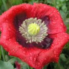 100x Vermilion Poppy Flower Seeds Home Grown Garden Seeds