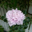 100x Lovely Lilac Peony Poppy Flower Seeds Home Grown Garden Seeds
