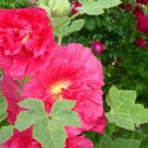 40x Hollyhock Burgundy Flower Seeds Home Grown Garden Seeds