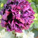 100x Black Peony Poppy Flower Seeds Home Grown Garden Seeds