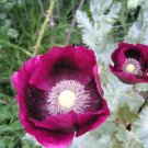 100x Lauren's Grape Poppy Flower Seeds Home Grown Garden Seeds