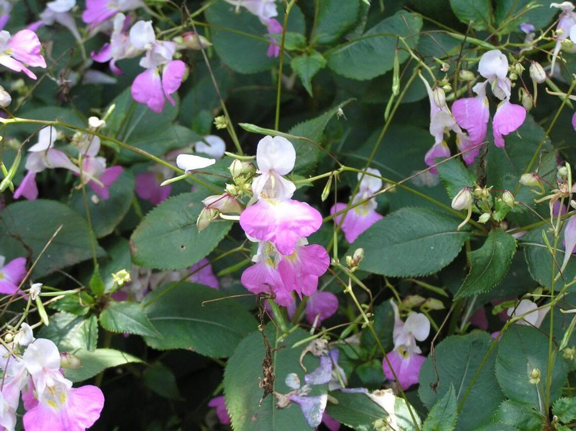30x Orchid Impatiens Balfouri Poor Flower Seeds Home Grown Garden Seeds