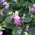 30x Orchid Impatiens Balfouri Poor Flower Seeds Home Grown Garden Seeds
