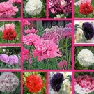 100x Pretty Peony Poppy Mix Flower Seeds Home Grown Garden Seeds