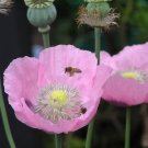 1000x Giant Pink Poppy Flower Seeds Home Grown Garden Seeds