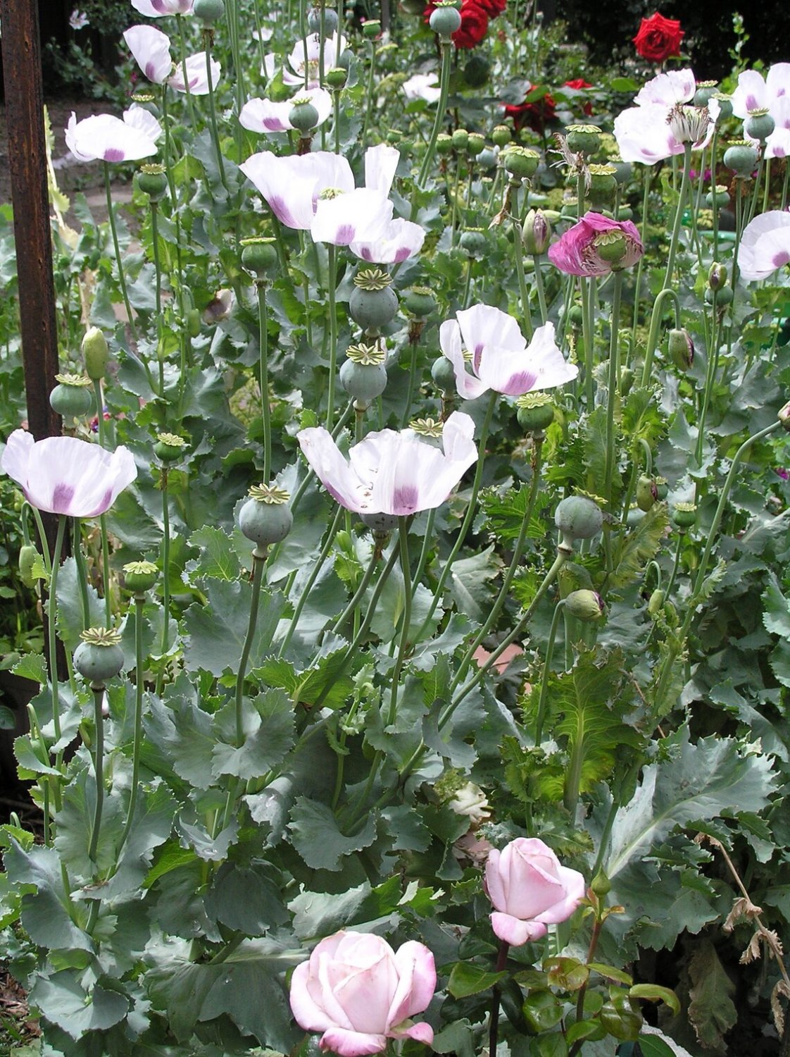 1000x Giant White Poppy Flower Seeds Home Grown Garden Seeds