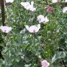 1000x Giant White Poppy Flower Seeds Home Grown Garden Seeds