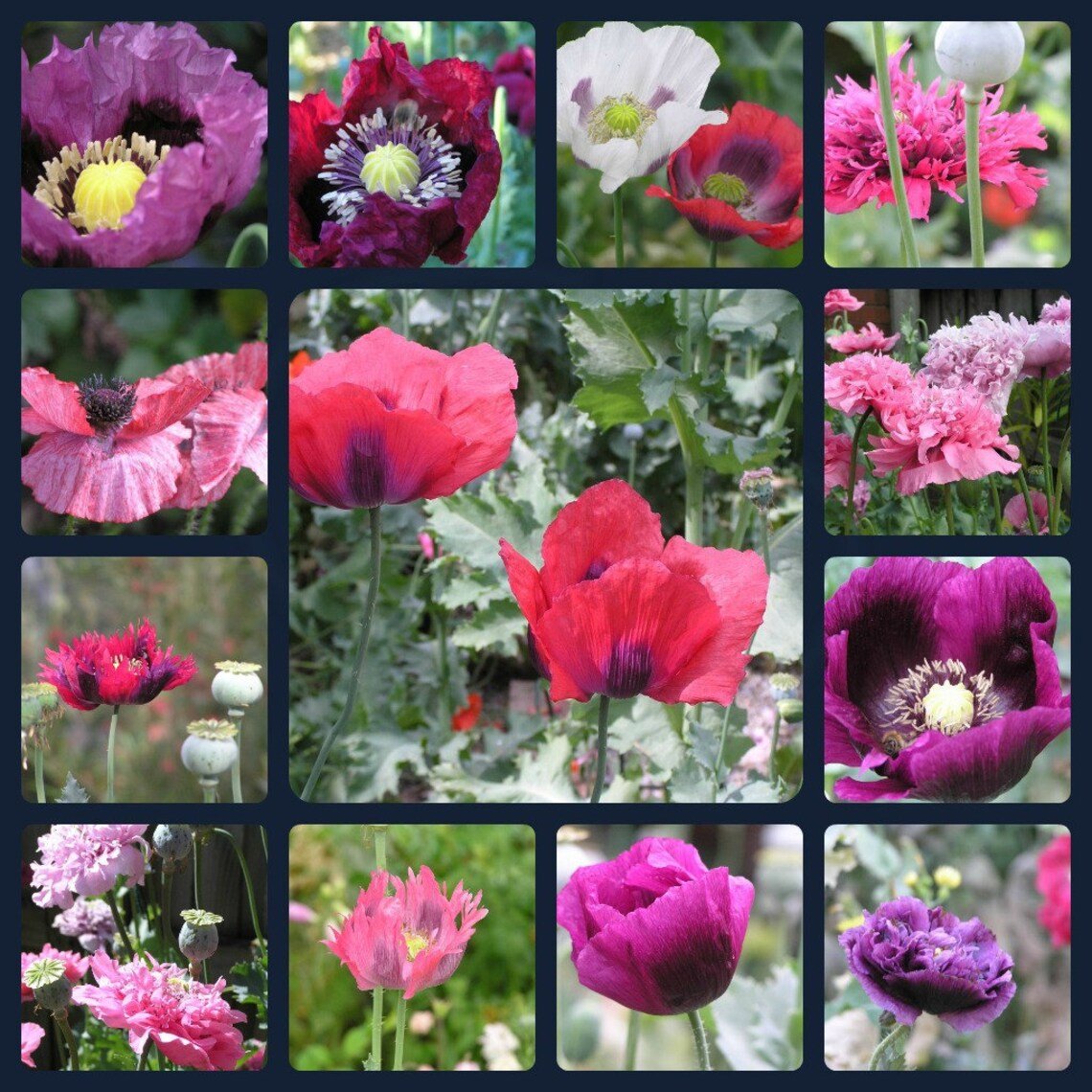 1000x Super Mega Mix Poppy Flower Seeds Home Grown Garden Seeds