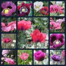 1000x Super Mega Mix Poppy Flower Seeds Home Grown Garden Seeds