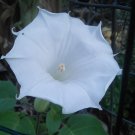 10x Seeds Toloache White Moonflower Devils Angels Trumpet Flower Seeds Home Grown Garden Seeds