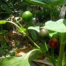 15x Seeds Tepin Wild Chilli Pepper Vegetable Seeds Home Grown Garden Seeds