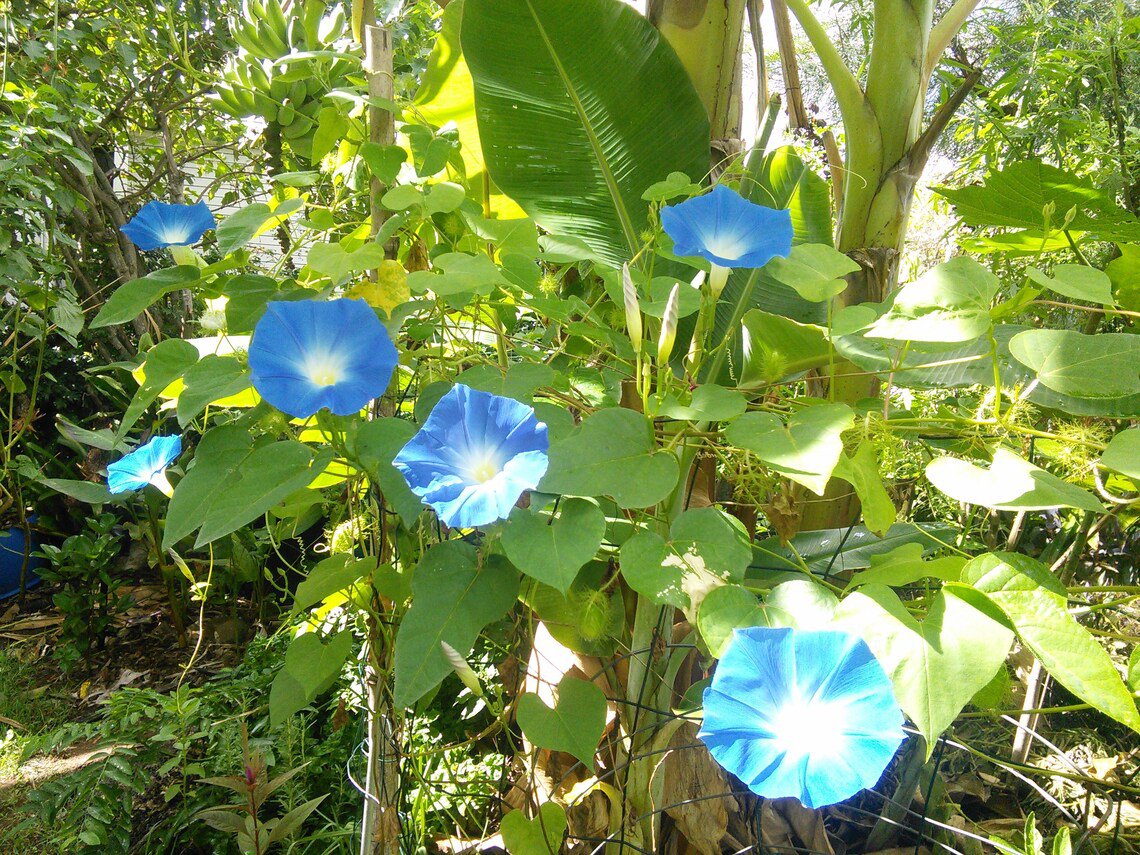 7x Seeds Heavenly Blue Mexican Morning Glory Flower Seeds Home Grown Garden Seeds