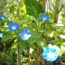 7x Seeds Heavenly Blue Mexican Morning Glory Flower Seeds Home Grown Garden Seeds