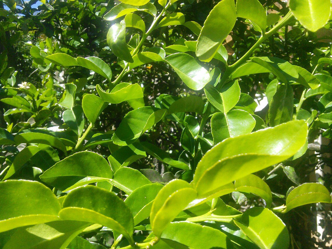 10x Seeds Kaffir Lime Citrus hystrix Seeds Home Grown Garden Seeds