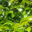 10x Seeds Kaffir Lime Citrus hystrix Seeds Home Grown Garden Seeds