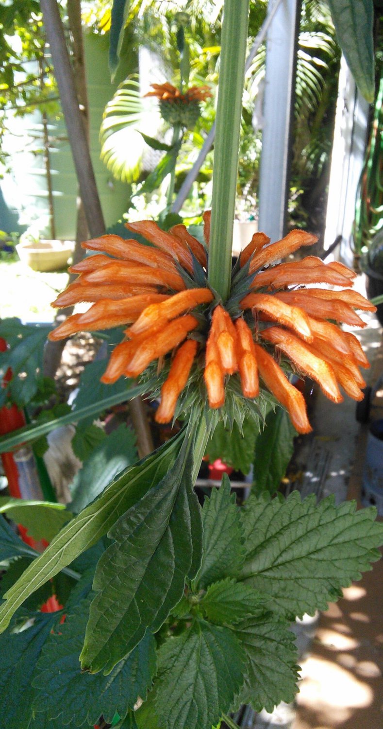 15x Seeds Lions Tail Wild Klip Dagga Flower Seeds Home Grown Garden Seeds