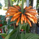 15x Seeds Lions Tail Wild Klip Dagga Flower Seeds Home Grown Garden Seeds