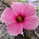 10x Seeds Cranberry Hibiscus acetosella Flower Seeds Home Grown Garden Seeds