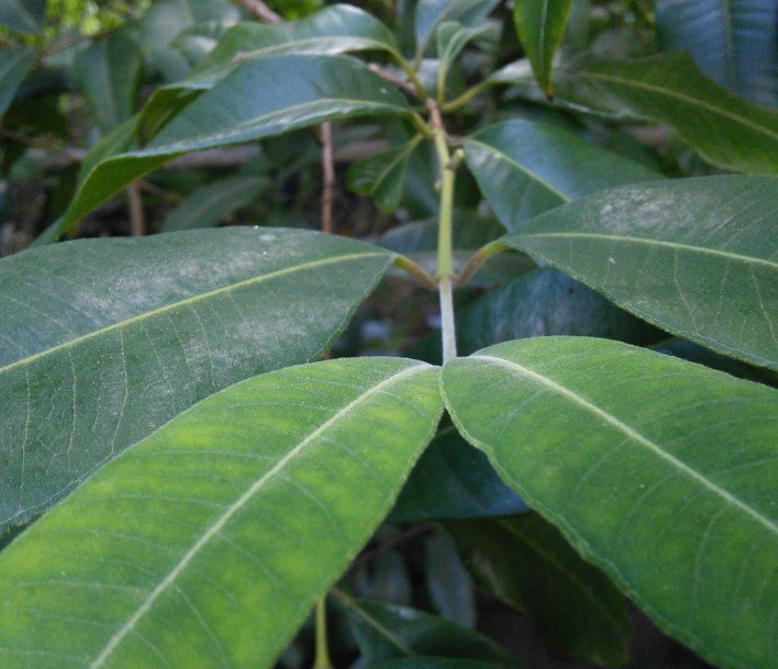 10x Seeds Lemon Myrtle Organic Whole Dried Leaf Seeds Home Grown Garden Seeds