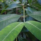 10x Seeds Lemon Myrtle Organic Whole Dried Leaf Seeds Home Grown Garden Seeds