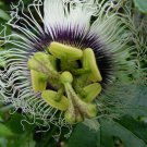 10x Seeds Passionfruit Organic (Sweet Panama Red) Seeds Home Grown Garden Seeds