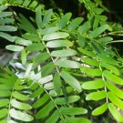 10x Seeds Acacia victoriae Seeds Home Grown Garden Seeds