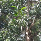10x Seeds Acacia murrayana Seeds Home Grown Garden Seeds