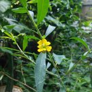 20x Seeds Heimia Salicifolia Flower Seeds Home Grown Garden Seeds
